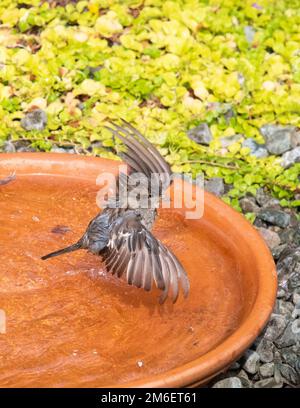 Garden bird bath being used by female house sparrow (passer domesticus) in UK garden Stock Photo