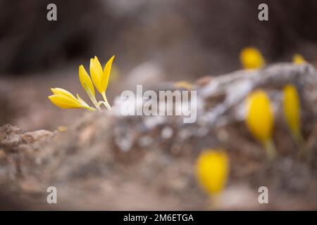Yellow flowers of the Sternbergia lutea (Autumn daffodil, Fall daffodil, Lily-of-the-field, Winter daffodil, Yellow Autumn crocus). This flower blooms Stock Photo
