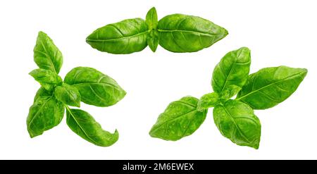 Fresh green basil leaves set isolated on white background. Food design elements composition, focus stacking, full depth of field. Studio shot organic Stock Photo