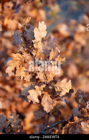 Dry oaken leaves on branch in autumn. Autumn come in forest. Autumn yellow leaves on oak tree Stock Photo