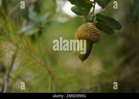 The acorn or oaknut on a branch of oak tree with green leaves. The acorn is the nut of the oaks and their close relatives genera Quercus and Lithocarp Stock Photo