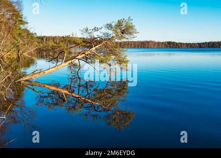 A pine tree on the lake shore is reflected in the mirror surface. Stock Photo