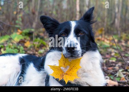 A domestic border collie dog with a yellow maple leaf on its chest . Stock Photo