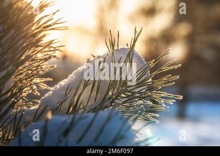 Snow on a pine branch, illuminated by the sun Stock Photo