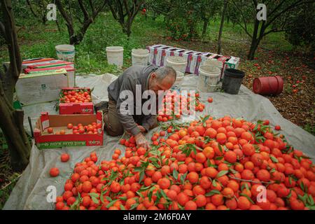 Gaza Strip, Gaza, January 04, 2022. Palestinian farmers harvest oranges at their field in the town of Beit Lahia in the northern Gaza Strip, on January 04, 2022. Photo by Ramez Habboub/ABACAPRESS.COM Stock Photo