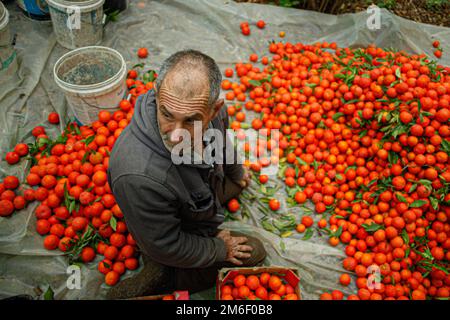 Gaza Strip, Gaza, January 04, 2022. Palestinian farmers harvest oranges at their field in the town of Beit Lahia in the northern Gaza Strip, on January 04, 2022. Photo by Ramez Habboub/ABACAPRESS.COM Stock Photo