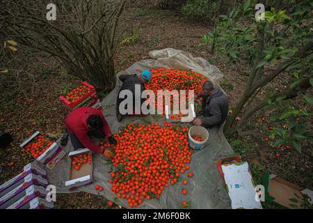 Gaza Strip, Gaza, January 04, 2022. Palestinian farmers harvest oranges at their field in the town of Beit Lahia in the northern Gaza Strip, on January 04, 2022. Photo by Ramez Habboub/ABACAPRESS.COM Stock Photo