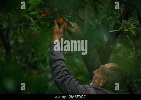 Gaza Strip, Gaza, January 04, 2022. Palestinian farmers harvest oranges at their field in the town of Beit Lahia in the northern Gaza Strip, on January 04, 2022. Photo by Ramez Habboub/ABACAPRESS.COM Stock Photo