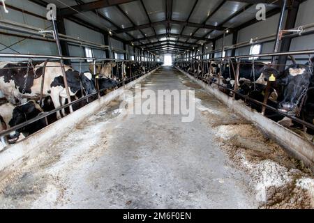 Livestock farm. Close-up. Cows stand in a pen at a dairy farm Stock Photo