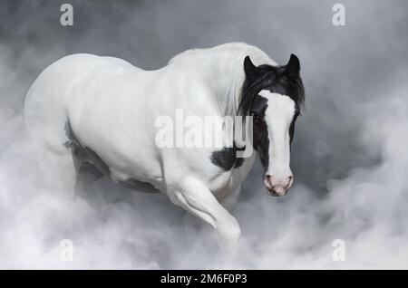 Portrait of Irish tinker horse in light smoke. Stock Photo