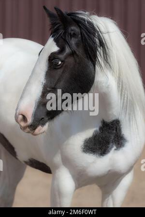 Portrait of Irish tinker or tradicional Gypsy horse. Stock Photo