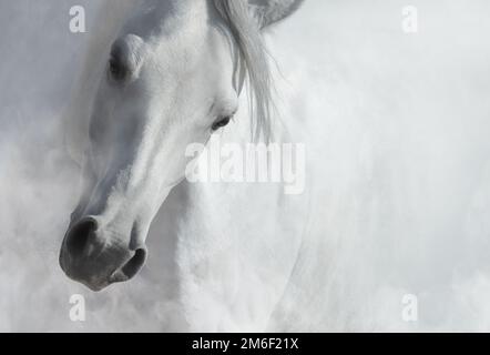 Dapple-grey stallion of Arabian breed in motion Stock Photo by ©tristana  96264458