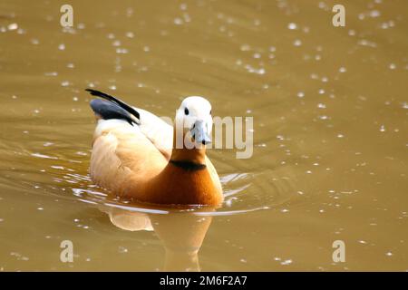 Ruddy Shelduck   (Tadorna ferruginea) Stock Photo