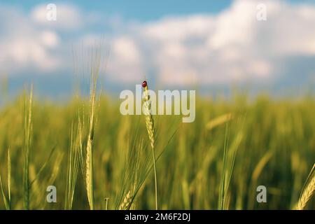 An insect a ladybug on an ear of rye or wheat Stock Photo