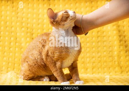 Woman Stroking Young Red Ginger Devon Rex Cat. Short-haired Cat Of English Breed On Yellow Plaid Background. Shorthair Pet Stock Photo