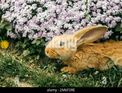 Red rabbit in the grass at the flowers. little rabbit. Stock Photo