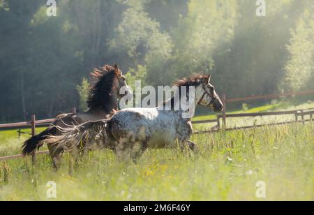 Herd of Spanish horses walks in field. Two stallions galloping on pasture at summer time. Stock Photo
