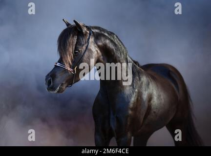 Portrait of beautiful black American miniature horse in light smoke. Stock Photo