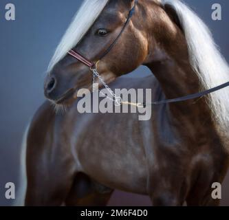 Silver-black American Shetland Pony. Portrait on blue background. Stock Photo