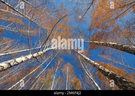 View up in birch autumn forest. yellow birch leaves against the blue sky. Stock Photo