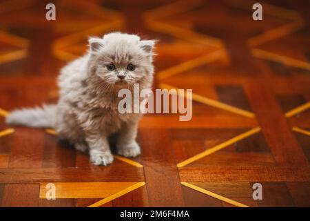 Grey fluffy kitten on the floor. pet kitten. Stock Photo
