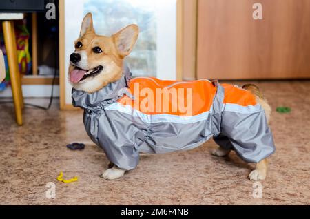 Dog in his clothes. A jacket for a dog. Fitting clothes. Stock Photo