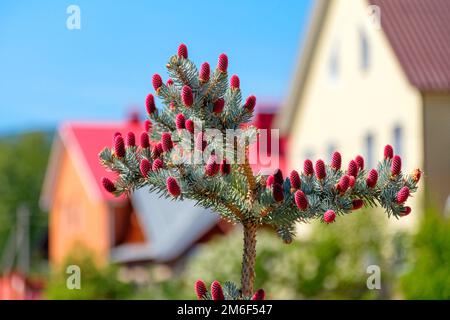 Blue spruce with red cones on the background of blurred houses Stock Photo