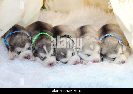 Little husky puppies are sleeping. dream of puppies. Stock Photo