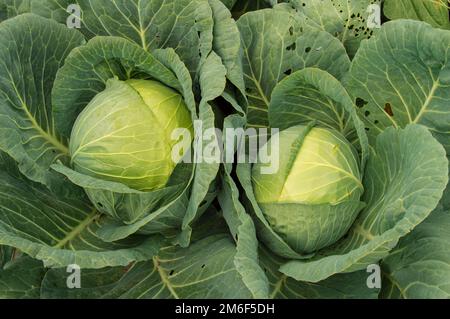 Everything You Need to Know About Shopping for, Storing, and Preparing In  Season Savoy Cabbage | Stories | Kitchen Stories