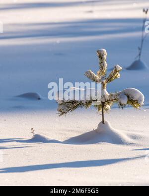 Small pine trees covered with snow Stock Photo