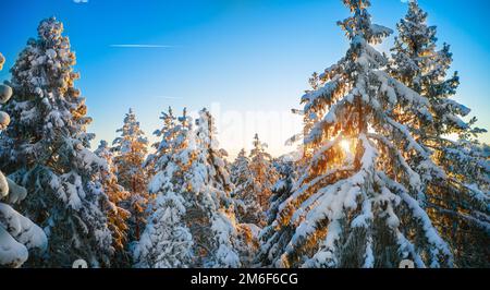 Top of firs in beautiful winter forest at sunset time Stock Photo