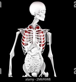 Human Male Anatomy. Skeleton and Highlighted Lungs. 3D Rendering Stock Photo