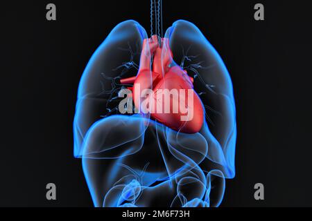 Human internal organs with highlighted heart. 3D Rendering Stock Photo