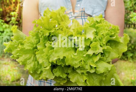A large bunch of lettuce leaves in the hands of a female farmer, focus on the leaves, selective focus, blurred background Stock Photo
