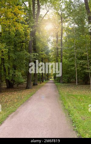 A beautiful alley in a summer shady Park, the sun shines through the tree tops Stock Photo