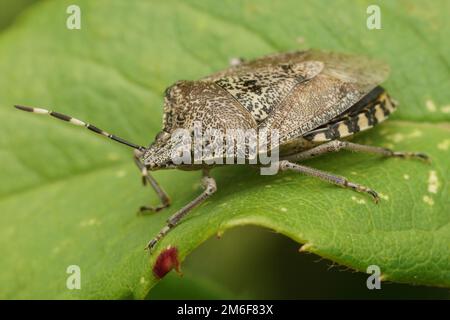 Detailed natural closeup on an adult mottled shieldbug, Rhaphigaster nebulosa sitting on a green leaf Stock Photo