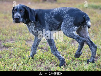 German wirehaired pointer or Drahthaar (Deutsch Drahthaar, Deutscher Drahthaariger Vorstehhund) on t Stock Photo