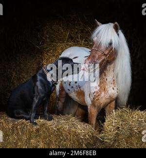Staffordshire Bull Terrier dog and appaloosa American miniature horse on straw in stable. Concept about communicating of different animals. Stock Photo