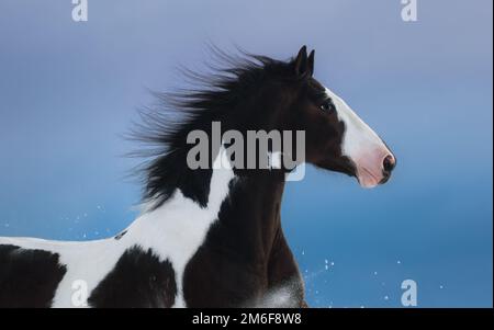 Portrait of American Paint horse on dark blue background. Side view. Close up. Stock Photo