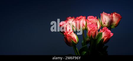 Pink roses on a blue background Stock Photo