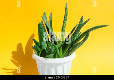 Aloe Vera flower, used for herbal medicine and cosmetology, on a yellow background, bright sunlight with a hard shadow Stock Photo
