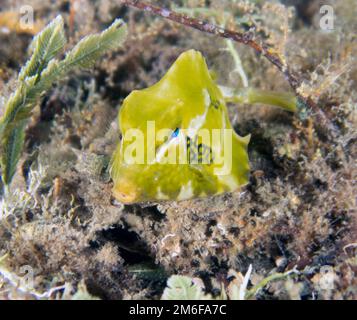 A juvenile Buffalo Trunkfish (Lactophrys trigonus) in Florida, USA Stock Photo