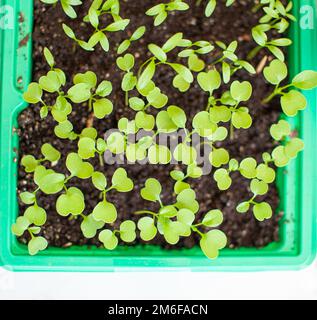 Planting young seedlings in a large pot on the table, at home. Stock Photo