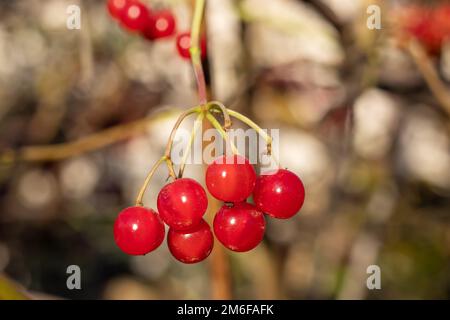 red viburnum on the branches. Close-up of red bunches of ripe viburnum on a branch in autumn sunlight. Viburnum opulus guelder-rose berries on a twig Stock Photo