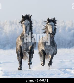 Two galloping Andalusian horses. Left horse are in focus. Stock Photo