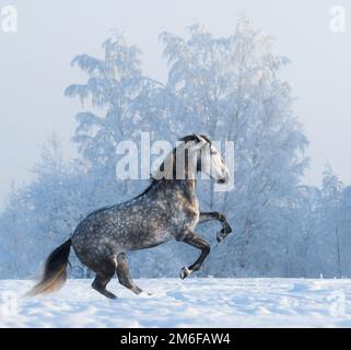 Rearing purebred Spanish horse on snowfield Stock Photo