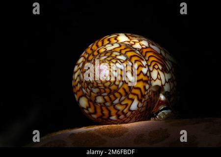 conch shell close-up isolated on black background Stock Photo