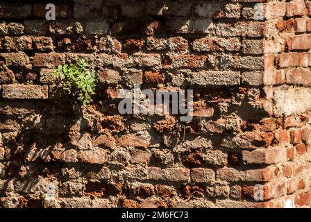 Old weathered aged grunge house brick wall with green plant Stock Photo