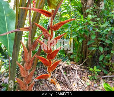 Costa Rica, hairy Heliconia in the jungle Stock Photo