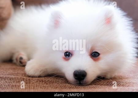 A purebred white puppy is lying on the couch. Japanese spitz Stock Photo